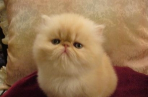 Опрос: Латвию можно сравнить с [«обмочившимся котенком»]