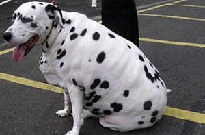 Раскормившему собаку британцу [запретили держать животных]