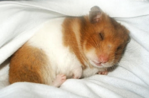 Отель предлагает посетителям [побыть хомячками]