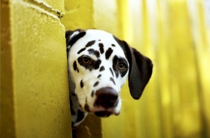 Люди стали чаще [выбрасывать на улицу домашних] питомцев
