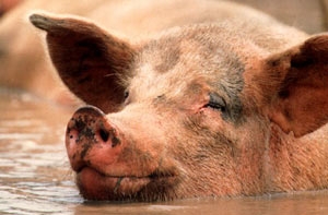 «Свинья» на Центральном рынке [все же появится]