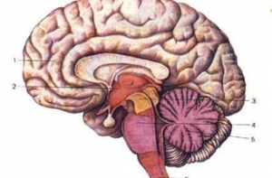 Ученые: Изолированные от мозга нейроны [обладают кратковременной памятью]
