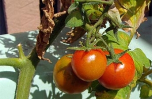 Британские тюремщики [перепутали марихуану с помидорами]