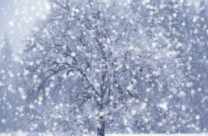 [Восточное побережье США] замело снегом