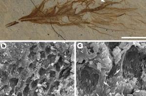 Ученым известен цвет перьев динозавров