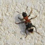 Пестряк [победил остальных насекомых]