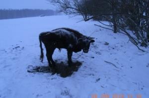 Крестьянин «убивал» своих коров сильными морозами