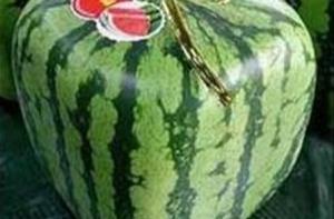 Панама завалит Европу квадратными арбузами