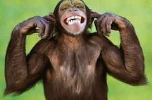 [Обезьяны знают], куда вкладывать деньги