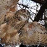 В центр Риги [прилетела сова]