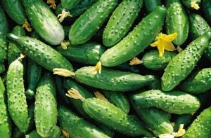 Местные огурцы появятся в продаже в начале марта