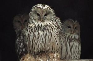 В Ригу снова прилетела сова