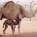 Саудовцы спасут миллион австралийских верблюдов