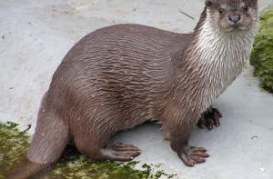 Животным 2010 [признана выдра]