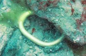 На дне Ла-Манша ученые обнаружили судно бронзового века