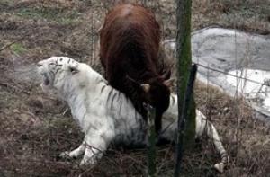 Бык обратил тигра в бегство