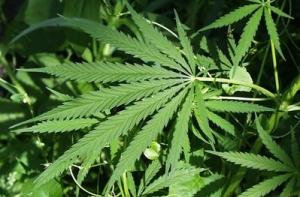 Марихуану будут искать при помощи беспилотников