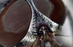 Насекомые в Латвии не страдают от суровых морозов