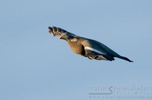 В Латвию прилетела первая перелетная птица