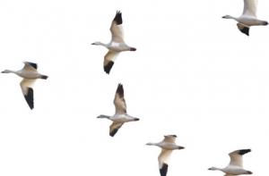 Перелетные птицы в этом году вернутся позже