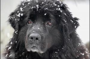Брошеных животных становится все больше