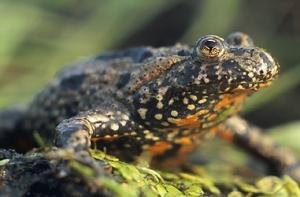 Из-за латвийских морозов редкие виды животных оказались на грани вымирания