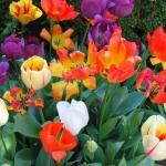 Латвийские женщины считают 8 марта своим праздником