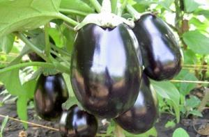 Диетологи выбирают баклажан