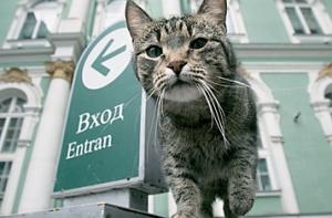 Петербуржцев просят забрать кошек из Зимнего дворца