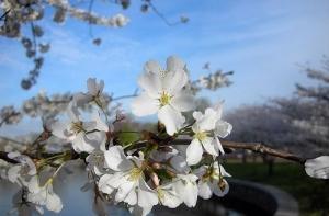 Дева Мария явилась перуанцам на стволе вишни