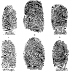 Полиция безопасности: Мигранты-инвесторы добавят работы