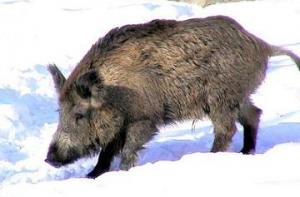 В гамбургском метро разбушевались кабаны