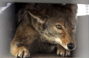 Полиция Нью-Йорка два дня ловила хитрого койота