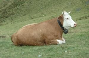 У швейцарских коров не будет адвокатов