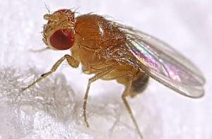 У мух-дрозофил нашли автопилот