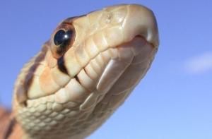 Сейм запретил держать дома змей