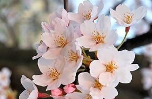 Мужчины сегодня поздравляли женщин цветами и конфетами