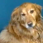 Собака проглотила бриллиант за 20 тысяч долларов