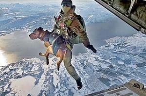 В операциях НАТО принимают участие собаки-парашютисты