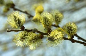 В Латвии отмечают Вербное Воскресенье