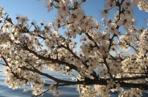 Март 2010 года стал самым теплым на планете за всю историю метеонаблюдений