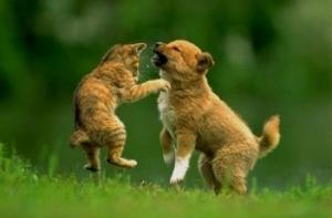 Рижская дума проконтролирует сбор экскрементов