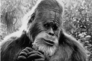 В Китае поймали «восточного йети»