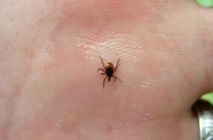 К врачам обратились 4 человека с укусами клещей