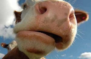 Вулканический пепел опасен для скота