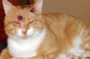 Кошка выжила после девяти пулевых ранений