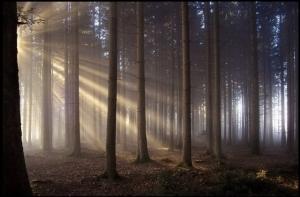 В лесах Латвии объявлен пожароопасный период