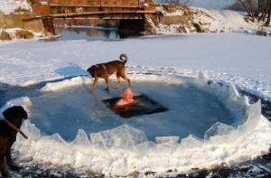 Моржи хотят попасть на олимпиаду в Сочи