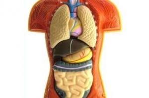 Британские ученые предложили оплачивать похороны донорам