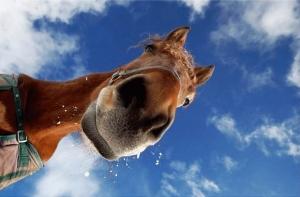 Столицу будет охранять конная полиция